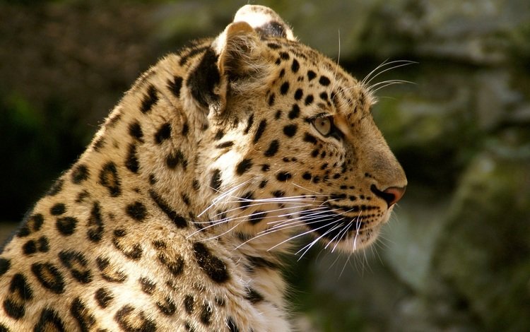 леопард, хищник, дикая кошка, амурский, leopard, predator, wild cat, amur