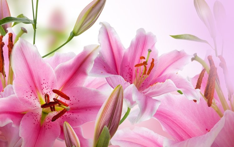 цветы, бутоны, лепестки, тычинки, розовые, лилии, flowers, buds, petals, stamens, pink, lily