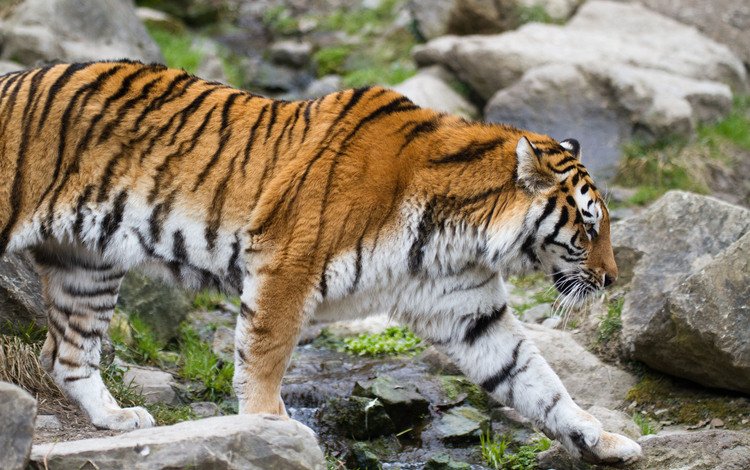 тигр, хищник, зверь, амурский, tiger, predator, beast, amur