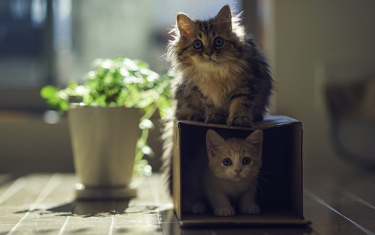 котята, коробка, играют, kittens, box, play