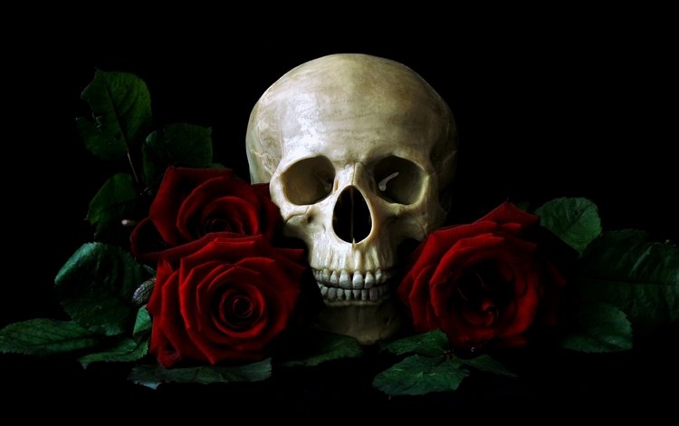 череп, красных, на, среди, роз, лежащий, столе, skull, red, on, among, roses, lying, the table