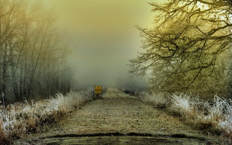 дорога, деревья, пейзаж, туман, road, trees, landscape, fog