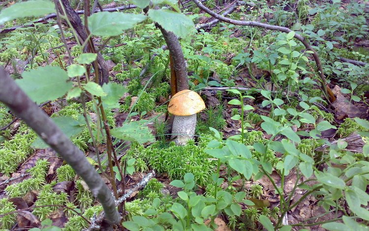 лес, грибы, forest, mushrooms