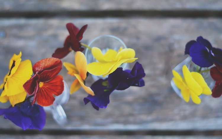 цветы, лепестки, анютины глазки, flowers, petals, pansy