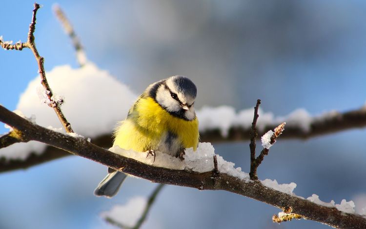 снег, ветки, птицы, синица, snow, branches, birds, tit