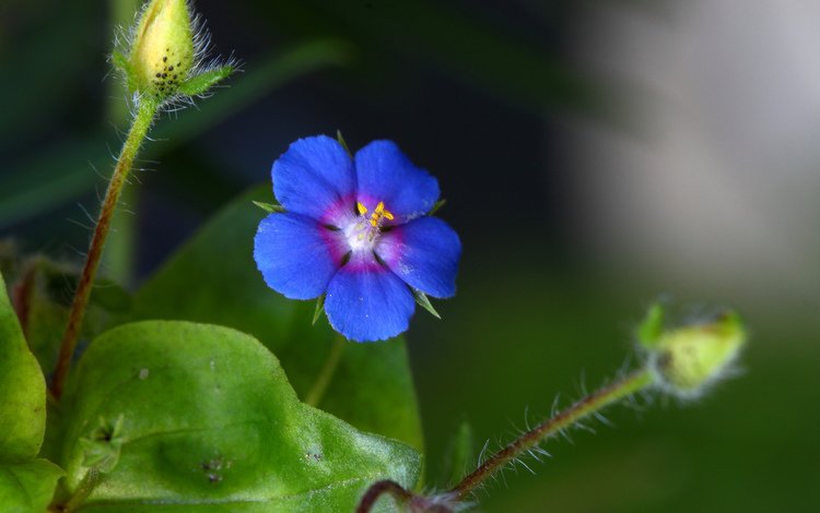синий, цветок, стебель, blue, flower, stem