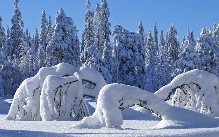 снег, природа, лес, зима, сугробы, snow, nature, forest, winter, the snow