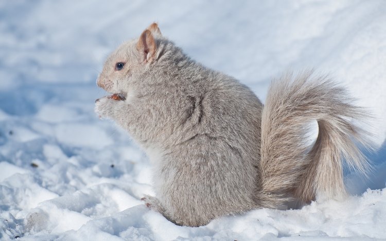 снег, зима, белка, зверек, белочка, грызун, snow, winter, protein, animal, squirrel, rodent