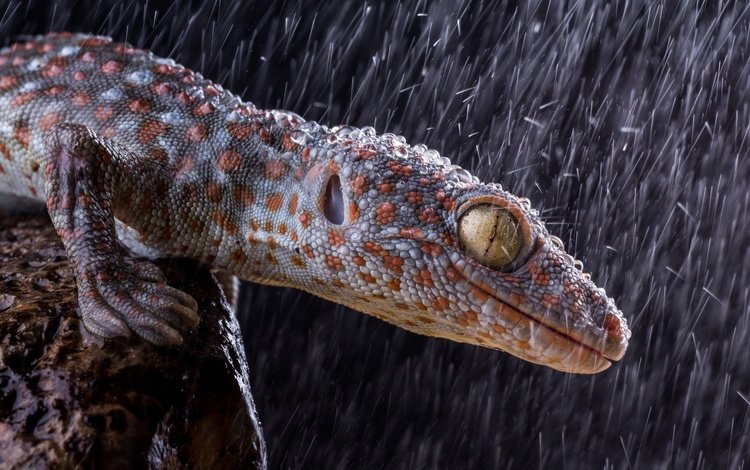 ящерица, геккон, рептилия, капли дождя, пресмыкающиеся, lizard, gecko, reptile, raindrops, reptiles