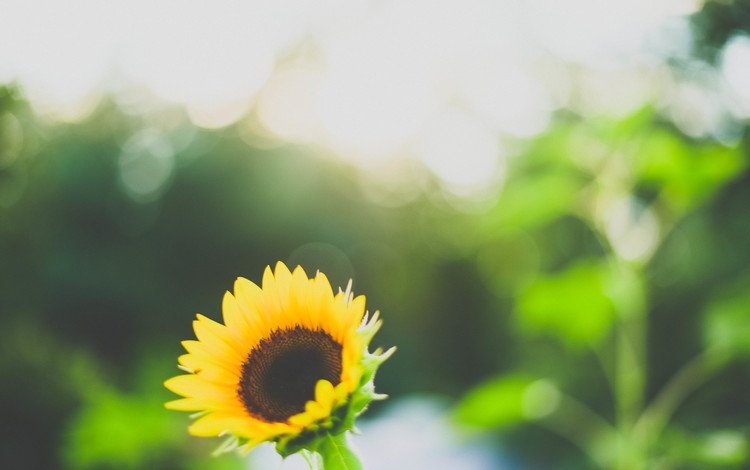 макро, фон, подсолнух, macro, background, sunflower
