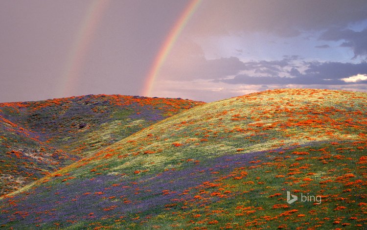 небо, сша, цветы, калифорния, холмы, пейзаж, поле, радуга, маки, луг, the sky, usa, flowers, ca, hills, landscape, field, rainbow, maki, meadow