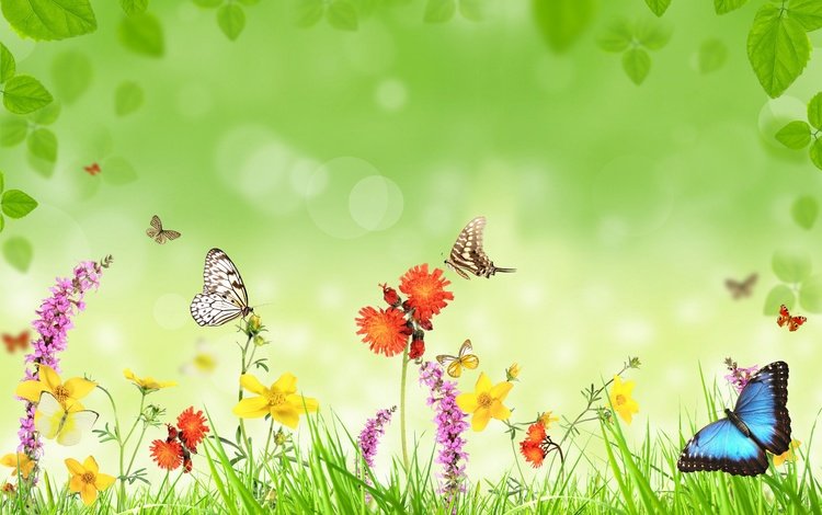 цветы, трава, фон, бабочки, flowers, grass, background, butterfly