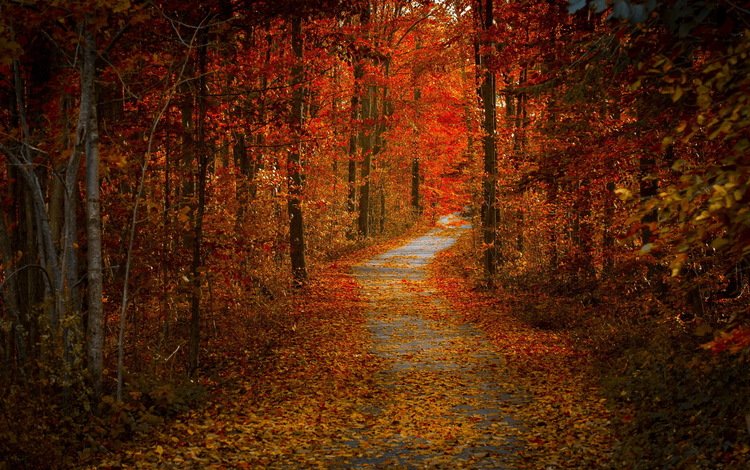 дорога, деревья, листья, пейзаж, осень, road, trees, leaves, landscape, autumn