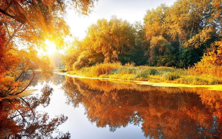 деревья, река, природа, лес, отражение, осень, trees, river, nature, forest, reflection, autumn