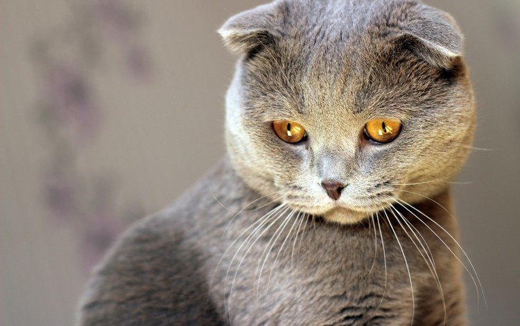 кот, кошка, взгляд, серый, cat, look, grey