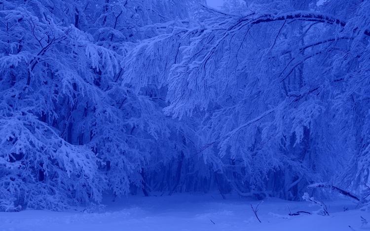 деревья, снег, лес, зима, мороз, trees, snow, forest, winter, frost