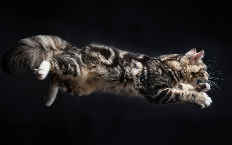 кошка, прыжок, пушистая, cat, jump, fluffy