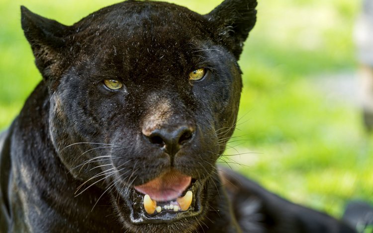 пантера, черный ягуар, взглд, panther, black jaguar, vzgld