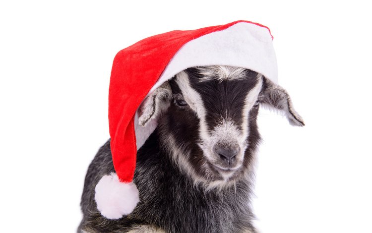 коза, шапка, праздник, goat, hat, holiday