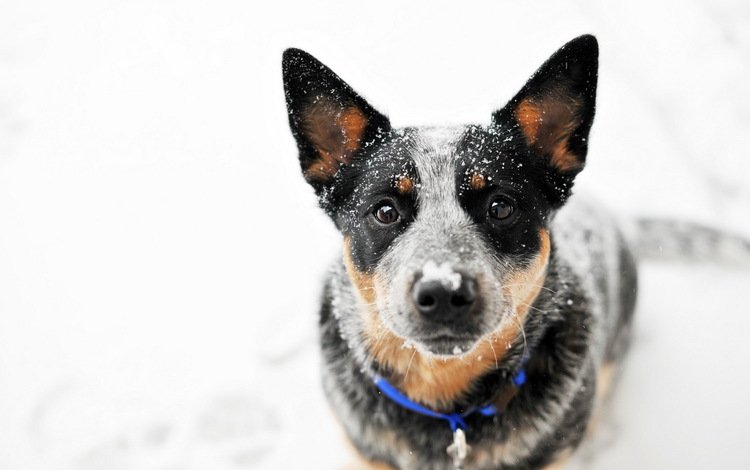 снег, взгляд, собака, австралийская пастушья, snow, look, dog, australian cattle