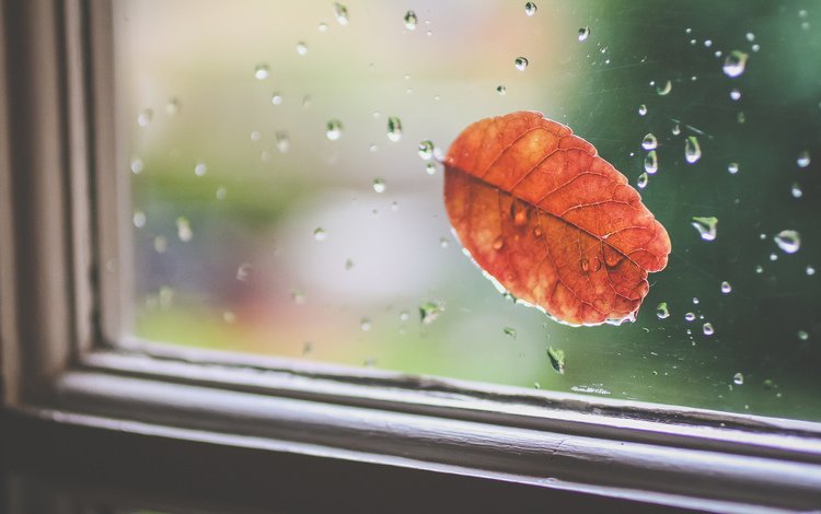 капли, осень, лист, дождь, окно, стекло, drops, autumn, sheet, rain, window, glass