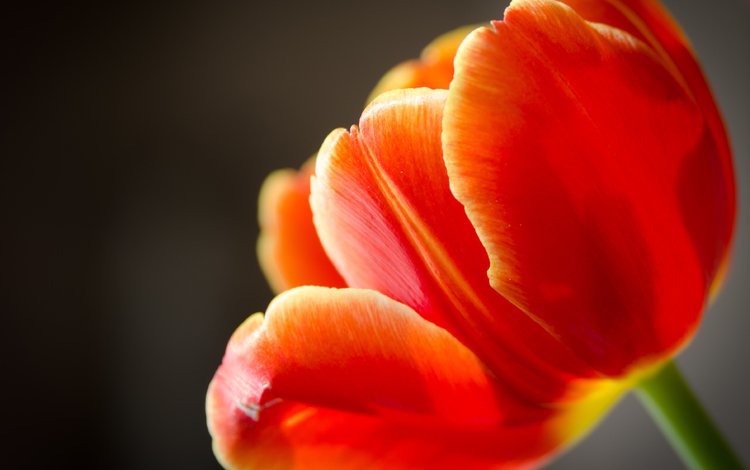 макро, цветок, лепестки, тюльпан, macro, flower, petals, tulip