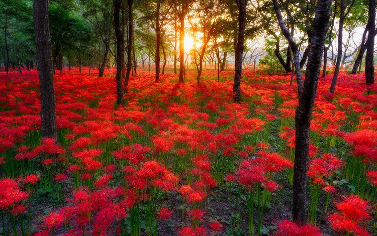 небо, цветы, деревья, солнце, лес, пейзаж, the sky, flowers, trees, the sun, forest, landscape