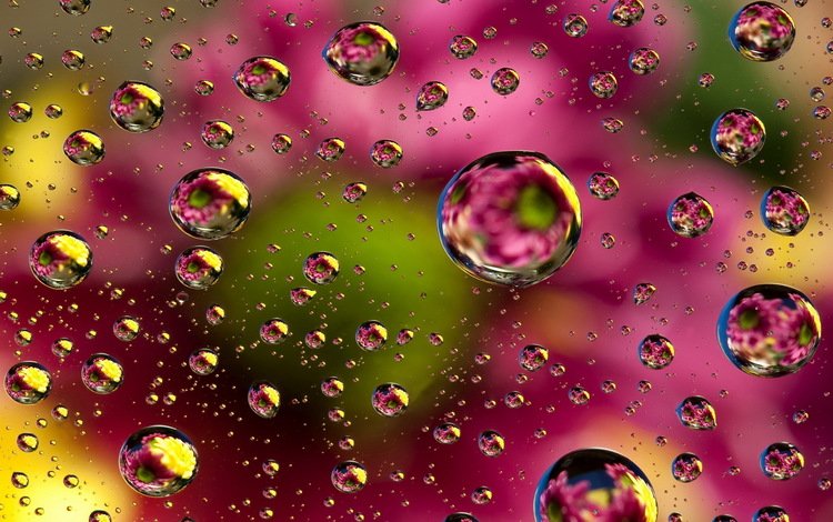 цветы, вода, отражение, капли, цвет, брызги, капли воды, flowers, water, reflection, drops, color, squirt, water drops