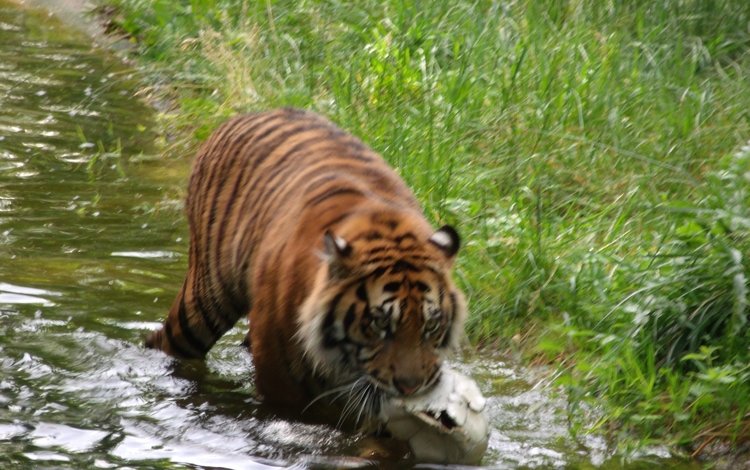 тигр, хищник, германия, зоопарк, augsburg, tiger, predator, germany, zoo
