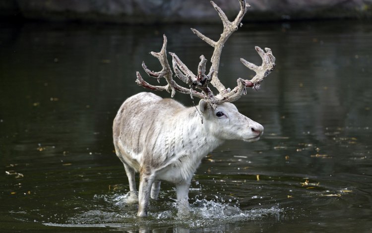 вода, олень, рога, water, deer, horns