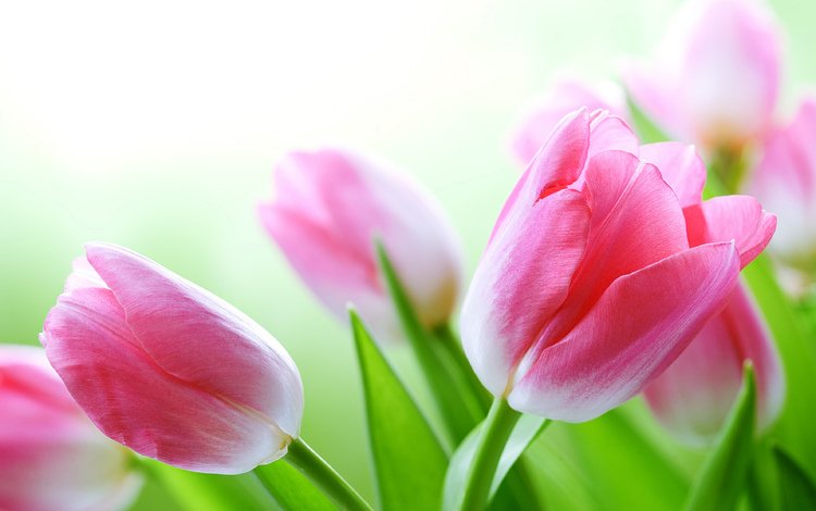 цветы, фон, тюльпаны, розовые, flowers, background, tulips, pink