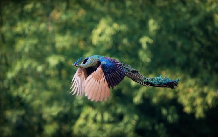 природа, фон, полет, птицы, павлин, nature, background, flight, birds, peacock