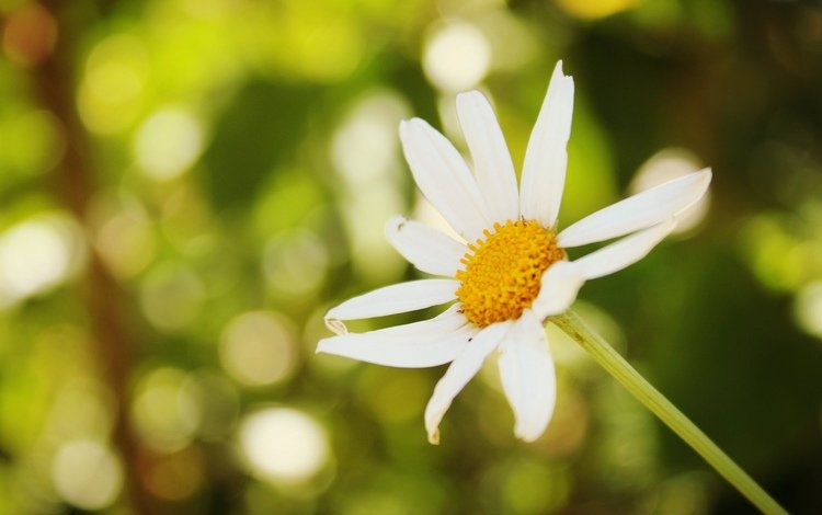 фон, цветок, ромашка, background, flower, daisy