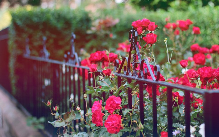 цветы, бутоны, розы, лепестки, забор, куст, ограда, flowers, buds, roses, petals, the fence, bush, fence