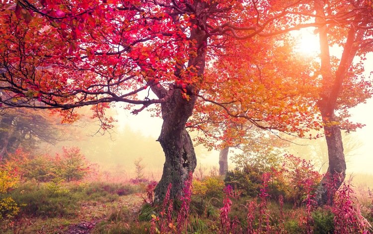 цветы, деревья, лес, осень, flowers, trees, forest, autumn