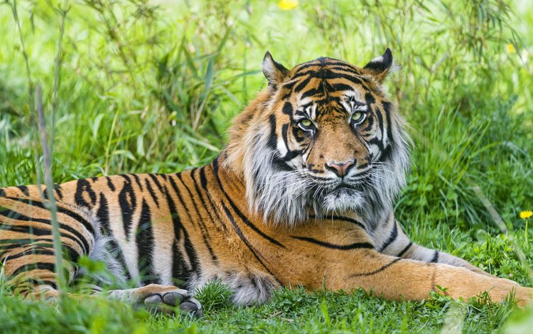 тигр, трава, хищник, tiger, grass, predator