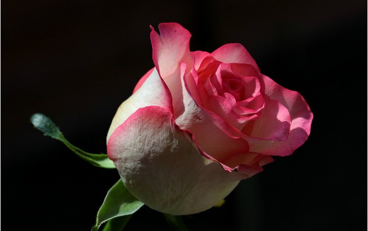 фон, цветок, роза, background, flower, rose
