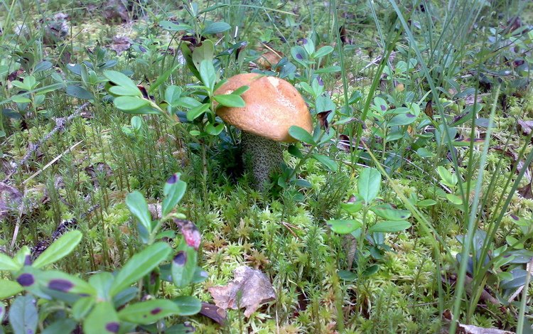 грибы, игруха, лес ., mushrooms, ., forest .