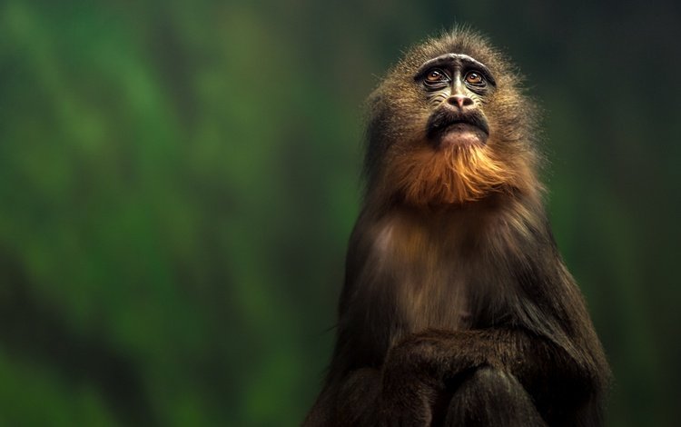 взгляд, обезьяна, тамарин, look, monkey, tamarin