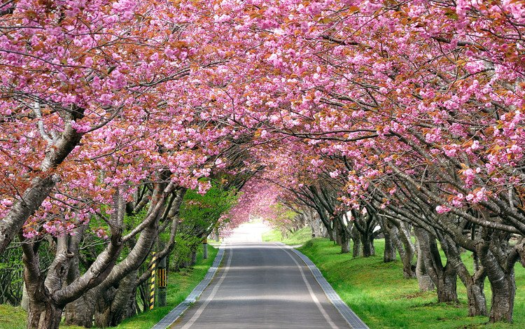 дорога, деревья, цветение, весна, аллея, road, trees, flowering, spring, alley