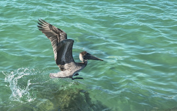 вода, крылья, птицы, клюв, перья, пеликан, water, wings, birds, beak, feathers, pelican