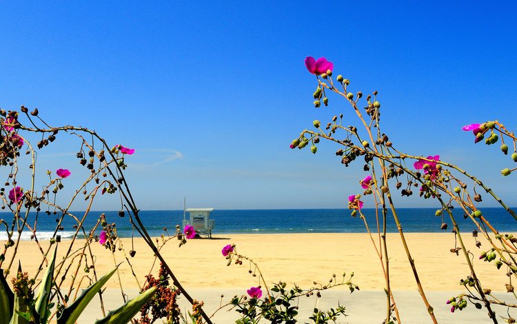 небо, цветы, море, песок, пляж, the sky, flowers, sea, sand, beach