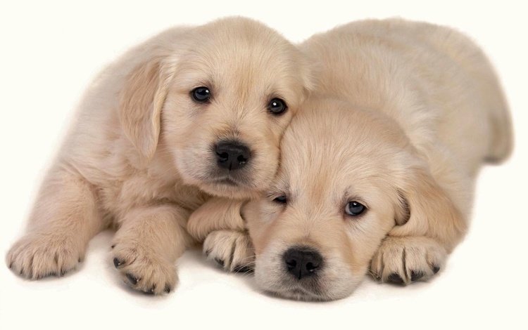 фон, щенки, милые, background, puppies, cute