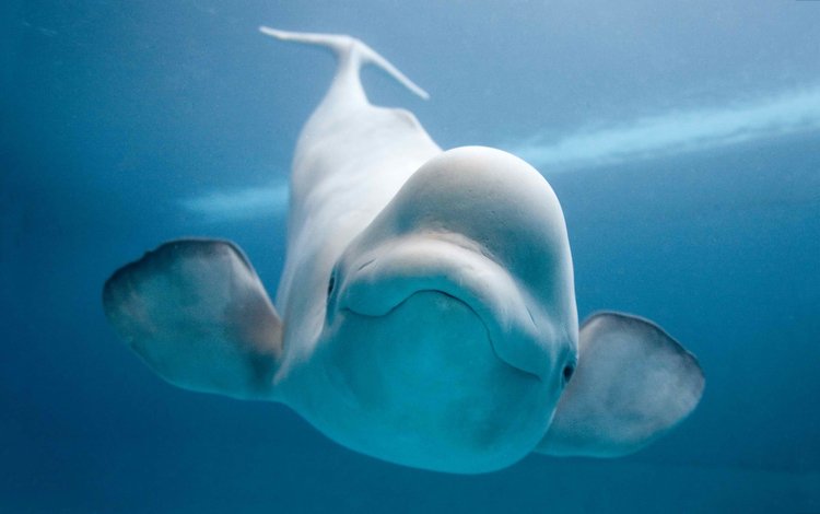 улыбка, подводный мир, белуга, белый кит, белуха, smile, underwater world, beluga, white whale