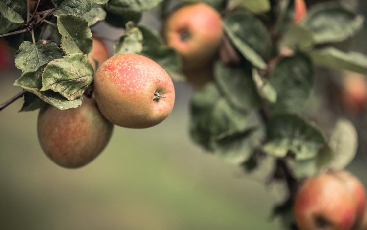 природа, фрукты, яблоки, nature, fruit, apples