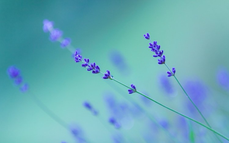 фон, капли, цветы.лаванда, background, drops, flowers.lavender