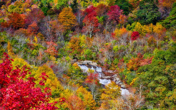 деревья, осень, поток, речка, trees, autumn, stream, river