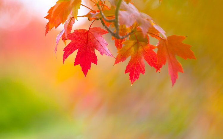 ветка, листья, осень, branch, leaves, autumn