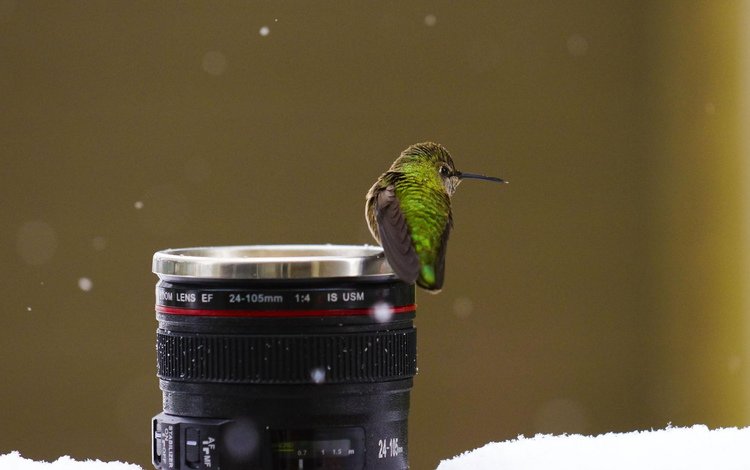 снег, птицы, камера, объектив, колибри, snow, birds, camera, lens, hummingbird