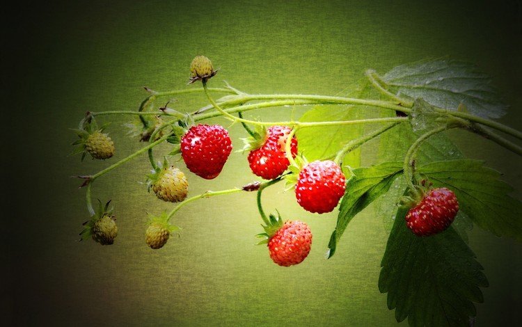 ягода, клубника, земляника, berry, strawberry, strawberries